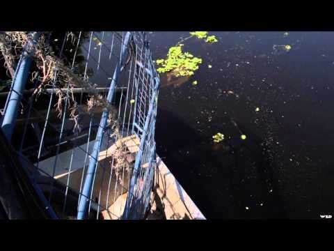 Archer's Choice - Swamp Monsters