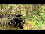 Archer's Choice - Saskatchewan Bears with Western Trophy Outfitters