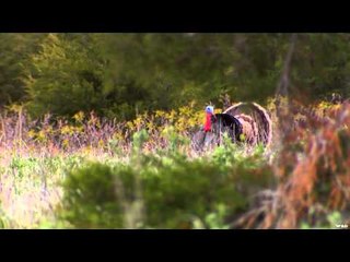 Primos - The Truth About Hunting - Turkeys in Nebraska