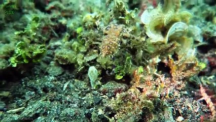 Top 10 Cute Animals That Can Kill You