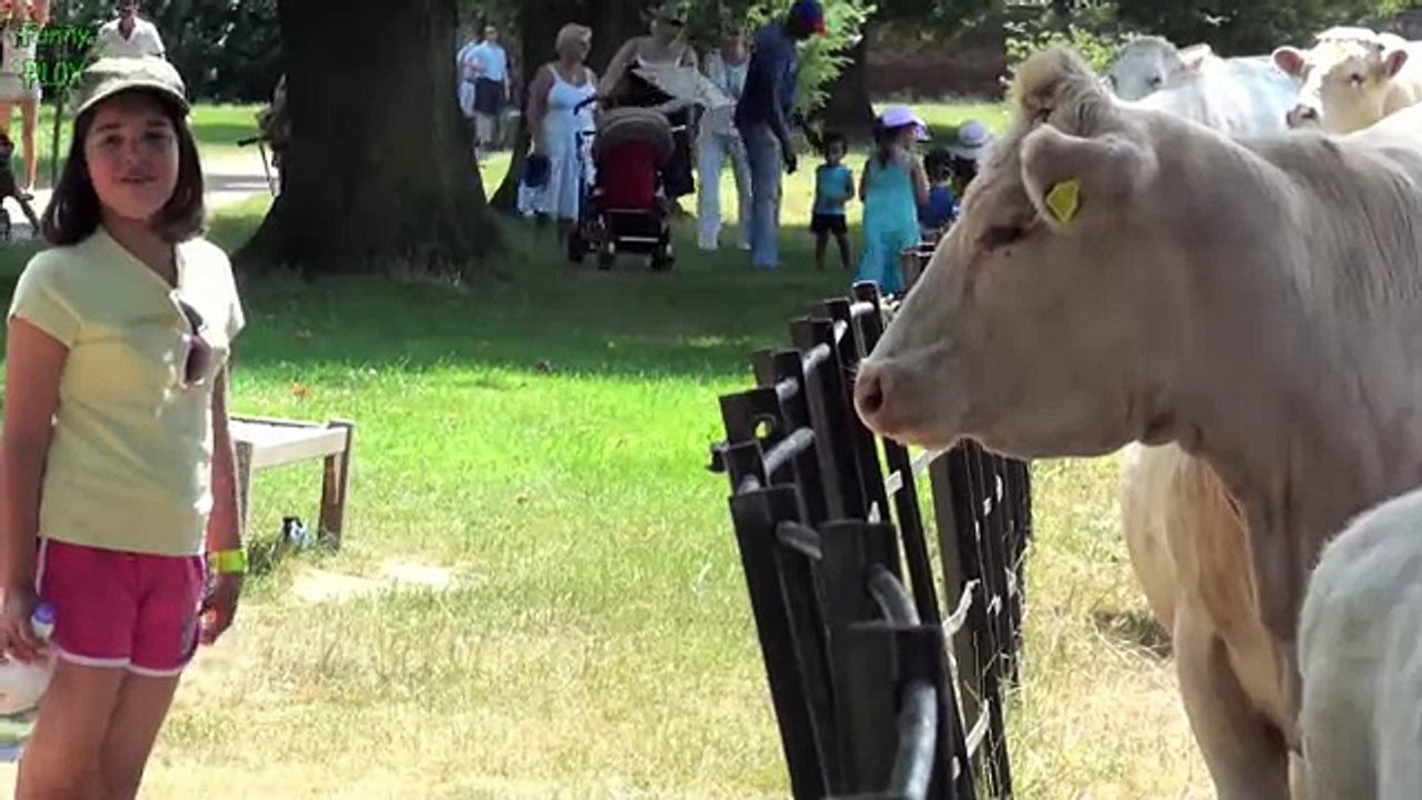 Top 10 Funny Animal Videos 2015