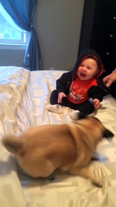 Cute Baby boy laughing while  playing with two Pugs (Very  nice)!!