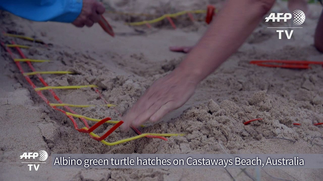 Rare albino turtle hatches in Australia