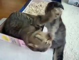 Two cute cats playing for Box(Very Cute)!!