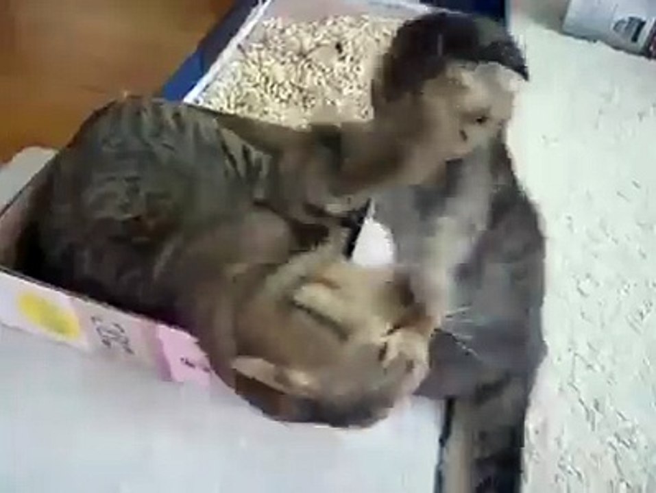 Two cute cats playing for Box(Very Cute)!!