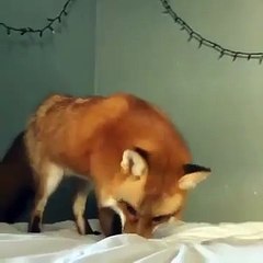 Лиса думает, что простыня это снег ахаха