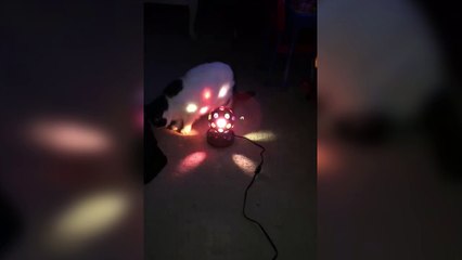 Disco Lights Club Cat goes Funky!!