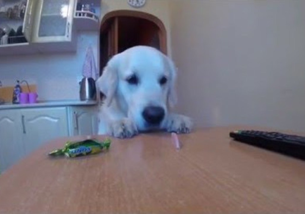What Pets Get Up to When You Leave the House