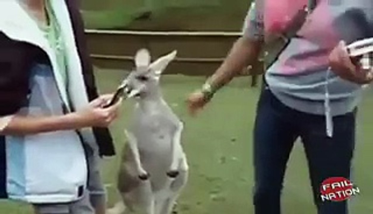 When Animals Attack - Funny Compilation