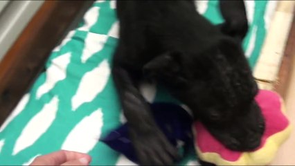 Sad Homeless Puppy Transformed!