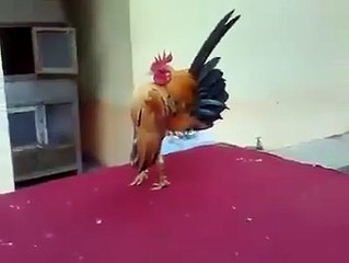 Alguns dos nossos amigos á saída do ginásio.