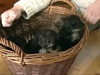 World s smallest puppy - so cute!