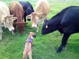 BOXER PUPPY GREETED BY HERD OF COWS ON WALK! AMAZING TO SEE