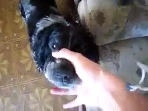 Ağzından garip sesler çıkaran komik köpek