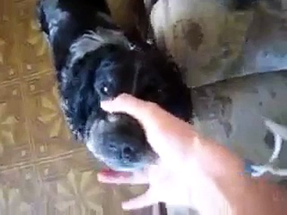 Ağzından garip sesler çıkaran komik köpek
