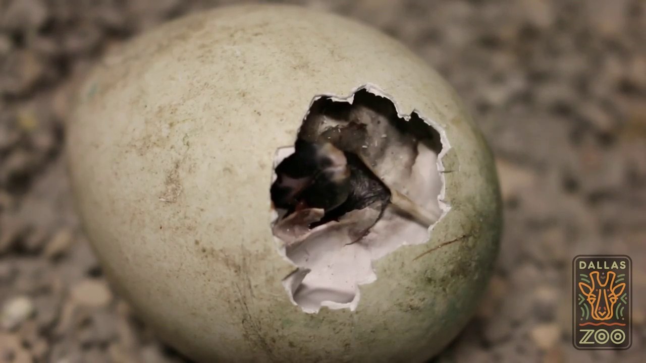 Avez-vous déjà assisté à la naissance de pingouins ?