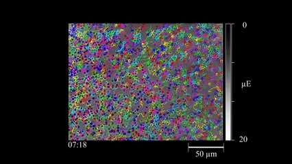 Cyanobacteria use micro-optics to sense light direction
