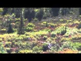 No Limits TV - British Columbia Black Bear Hunt
