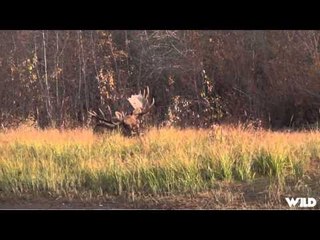 Archer's Choice - Moose Mania In The Yukon