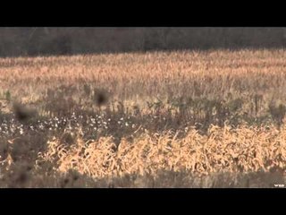 The Canadian Tradition - The Unexpected