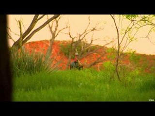 Primos - The Truth About Hunting - Turkeys in Oklahoma
