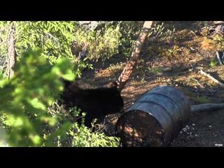 The Choice  - Sub-Arctic Black Bear Adventures