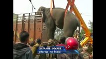 Elefante invade cidade da Índia e deixa população em pânico
