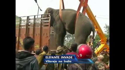 Elefante invade cidade da Índia e deixa população em pânico