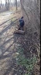 Ce berger allemand veut à tout prix remmener son gros bout de bois