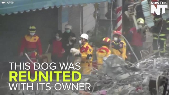 Dog Rescued From Rubble Four Days After Deadly Earthquake In Taiwan