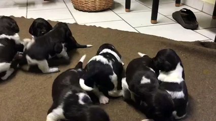 E-Wurf von der Wallmühle, Welpen am 11.02.2016