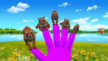 Tiger Vs Crocodile Cartoons Finger Family Children Nursery Rhymes | Lion Vs Tiger Finger Family