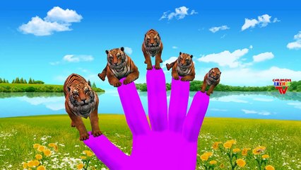 Tiger Vs Crocodile Cartoons Finger Family Children Nursery Rhymes | Lion Vs Tiger Finger Family