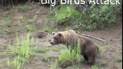When Crazy Animals Attack   Big Birds Attack ~ Best Funny Animals