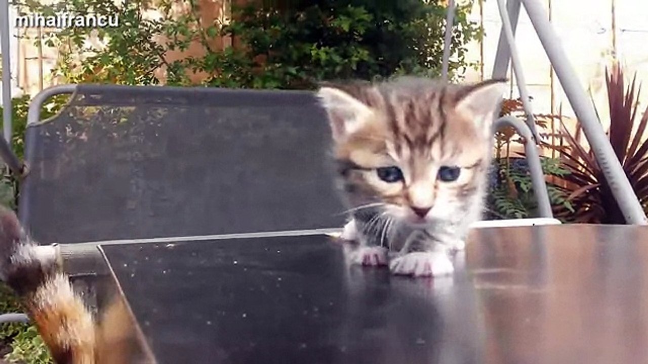 Funny Cats And Kittens Meowing Compilation