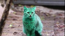 Bulgaristan'da Herkesi Şaşkına Çeviren Yeşil Kedi Yok Böyle