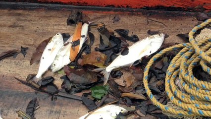 Principal río de Colombia golpeado por sequía