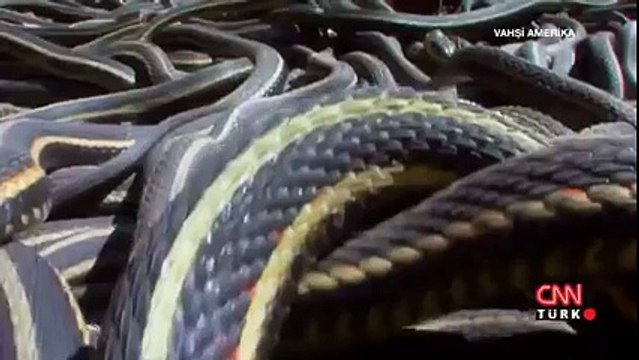 Çiftleşmek İçin 30 Bin Erkeği Bekleten Dişi Yılan Yok Böyle