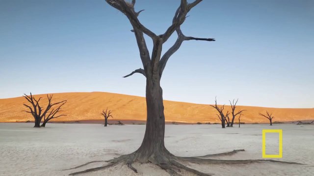 The Surreal World of Frans Lanting