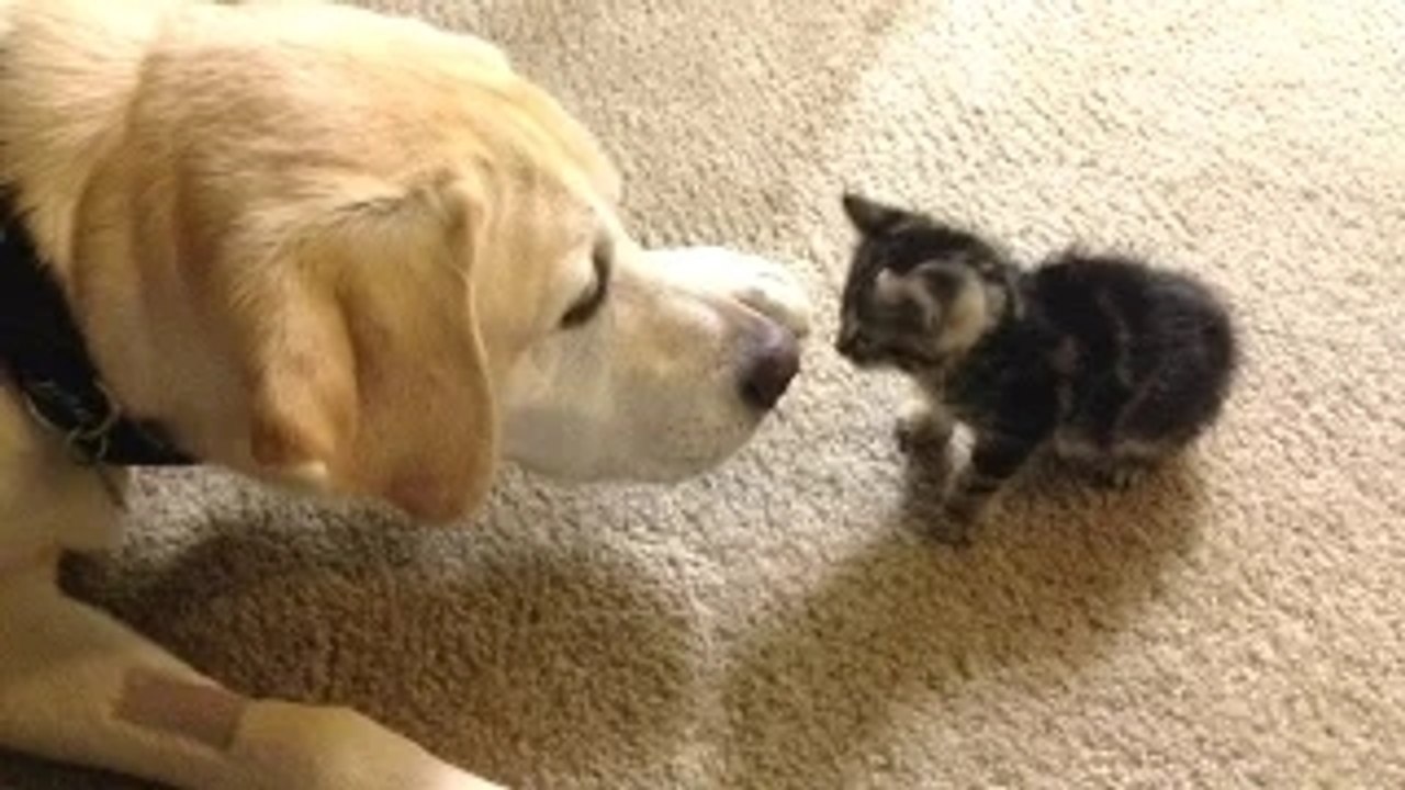 Funny Dogs Meeting Kittens For The First Time Compilation 2016 _ NEW HD | Funny pets video