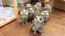 Owl - A Funny Owls And Cute Owls Compilation _ NEW HD