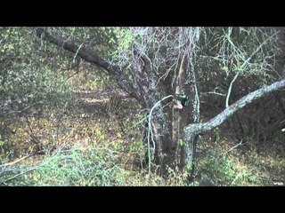 Hornady's Dark and Dangerous - Conclusion of Two Safari Adventures