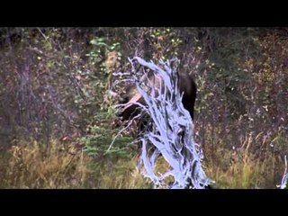 Trigger Effect - Third Strike - Bull Out