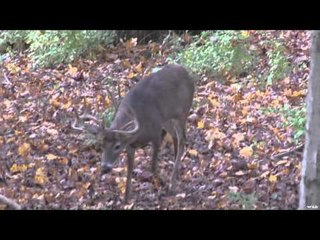 Excalibur's Huntin' the Backwoods - Ambush