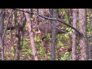 Hardcore Pursuit - Wisconsin Archery Part 1