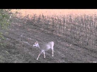 Archer's Choice - Bucking around North Dakota