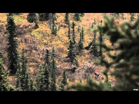 Moment of Impact - BC Brutes