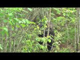 Mathews TV with Dave Watson - Maxfield New Brunswick Bear