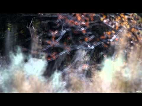 Where in the World is Colorado Buck? - Colorado Elk Hunt with Darren and Sheridan