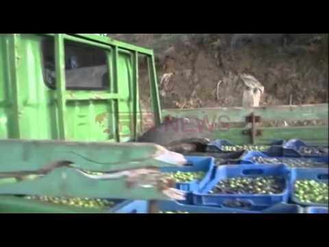 Vlorë, Eksporti i ullirit rritet me 5000 ton në krahasim me 1 vit më parë- Ora News- Lajmi i fundit-